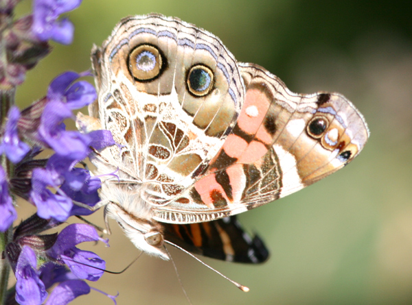 American Painted Lady