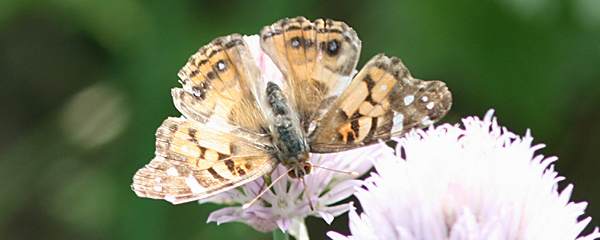 American Painted Lady