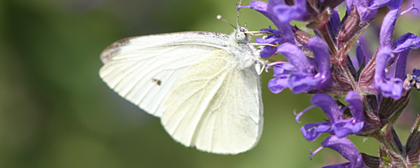 Cabbage White