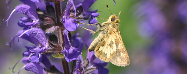 Peck's Skipper