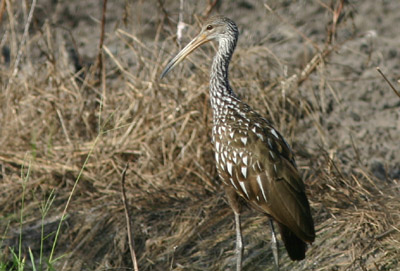 Limpkin