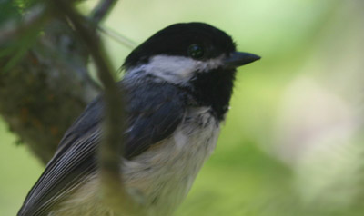 Black-capped Chickadee