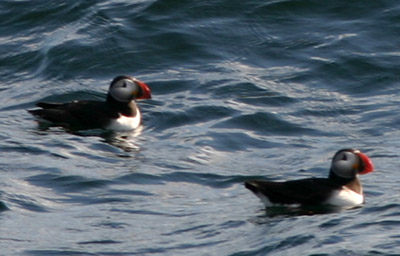 Atlantic Puffins 