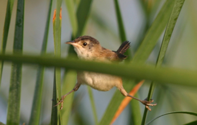 Marsh Wren Straddle