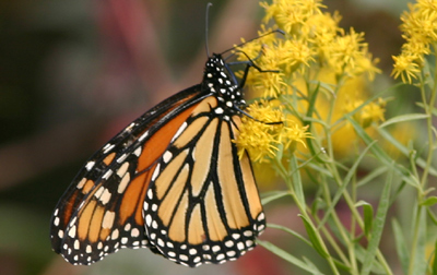 Monarch Butterfly on Goldenrod