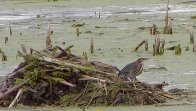 American Bittern