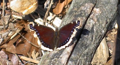 Mystery Butterfly