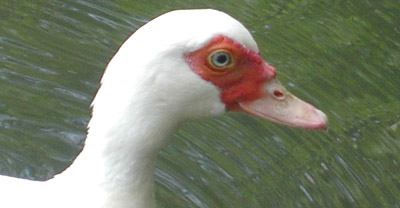 Muscovy Duck