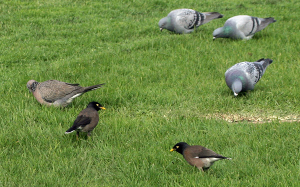 Common Myna, Rock Pigeon, and Spotted Dove Common Myna, Rock Pigeon, and Spotted Dove