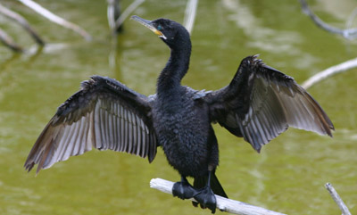 Neotropic Cormorant