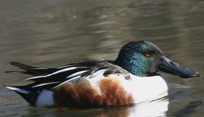 Northern Shoveler