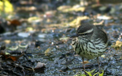 Northern Waterthrush