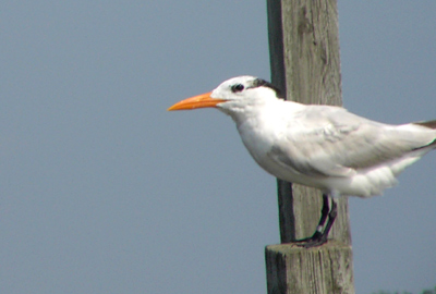 Royal Tern