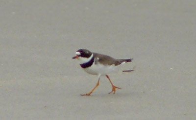 Semipalmated Plover