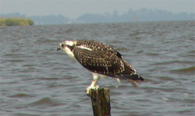 Osprey