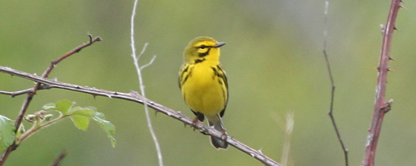 Prairie Warbler