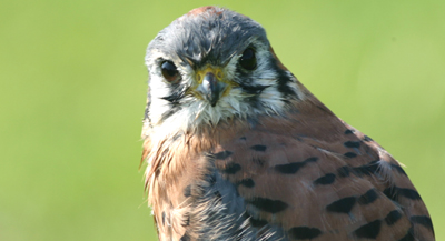 American Kestrel American Kestrel