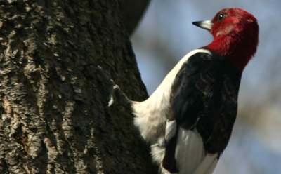 Red-headed Woodpecker