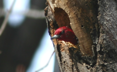 Red-headed Woodpecker excavating a hole