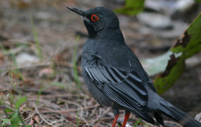Red-legged Thrush Red-legged Thrush