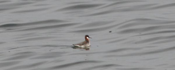 Red-necked Phalarope