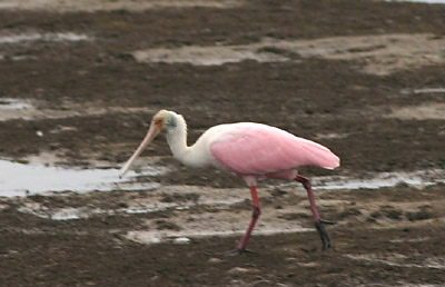 Roseate Spoonbill