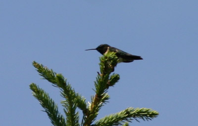 Ruby-throated Hummingbird