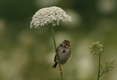 Savannah Sparrow