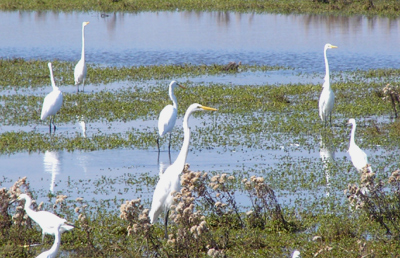 Sea of egrets