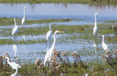 Sea of Egrets