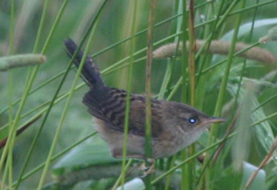 Sedge Wren