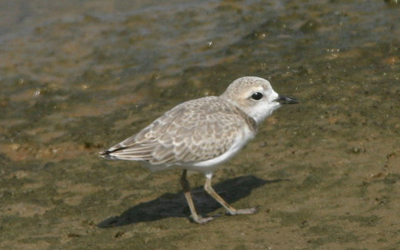 Snowy Plover