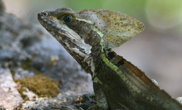 Striped Basilisk Lizard