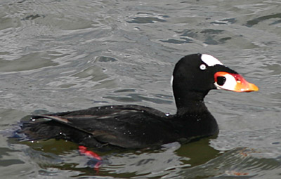 Surf Scoter