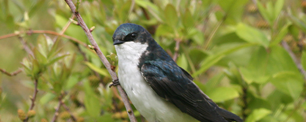 Tree Swallow