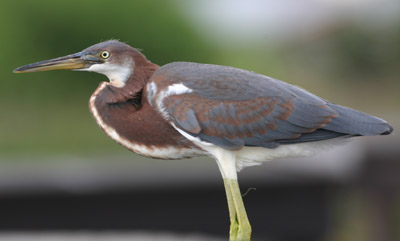 Tricolored Heron