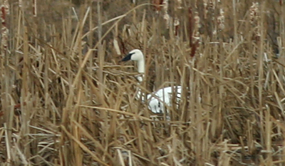 Trumpeter Swan