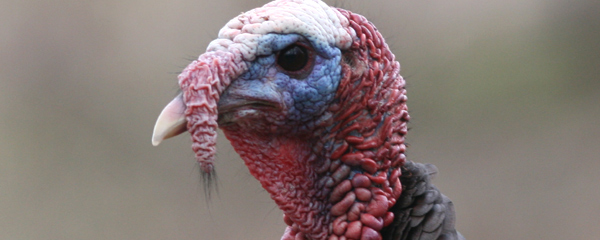 Grotesque Wild Turkey