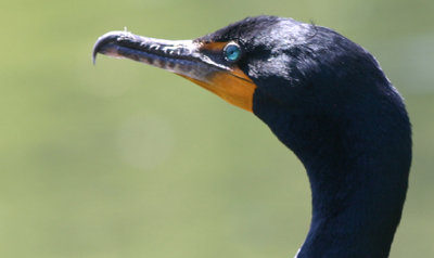 Double-crested Cormorant Double-crested Cormorant