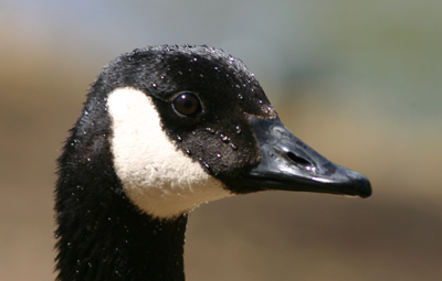 Canada Goose Canada Goose