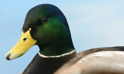 Mallard Mallard