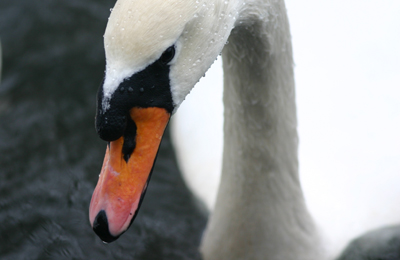 Mute Swan Mute Swan