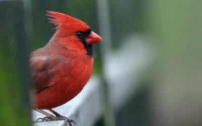 Northern Cardinal