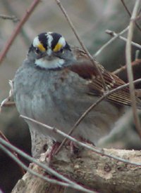 White-throated Sparrow