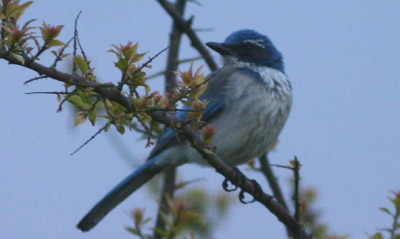 Western Scrub-jay