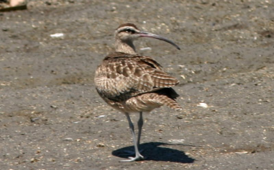 Whimbrel