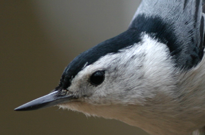 Bird Looking Back