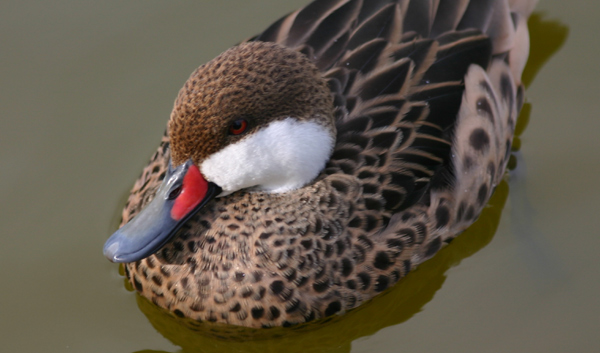 White-cheeked Pintail by Mike