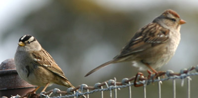 White-crowned Sparrow