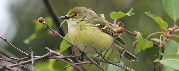 White-eyed Vireo